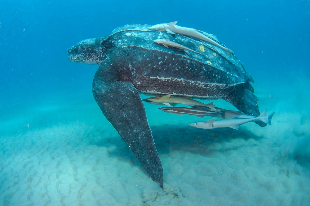 Đàn rùa da con chập chững những bước đầu tiên hướng về phía biển