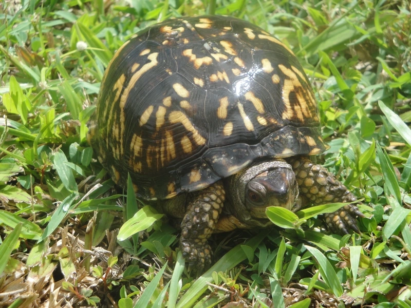 Khám phá rùa hộp cảnh xinh xắn và sinh động