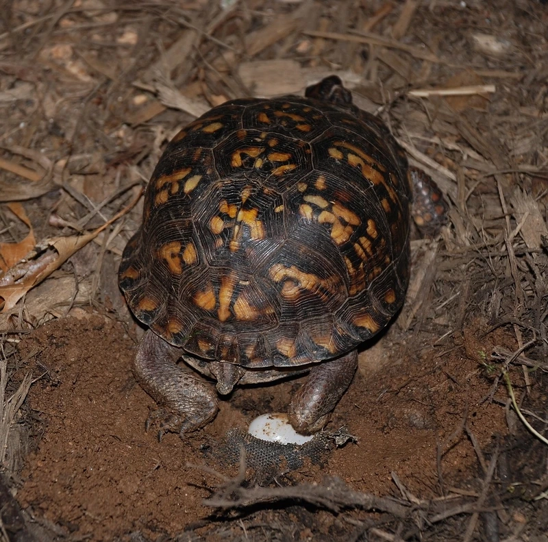 Thú cưng đáng yêu rùa hộp pet dễ nuôi và hiền