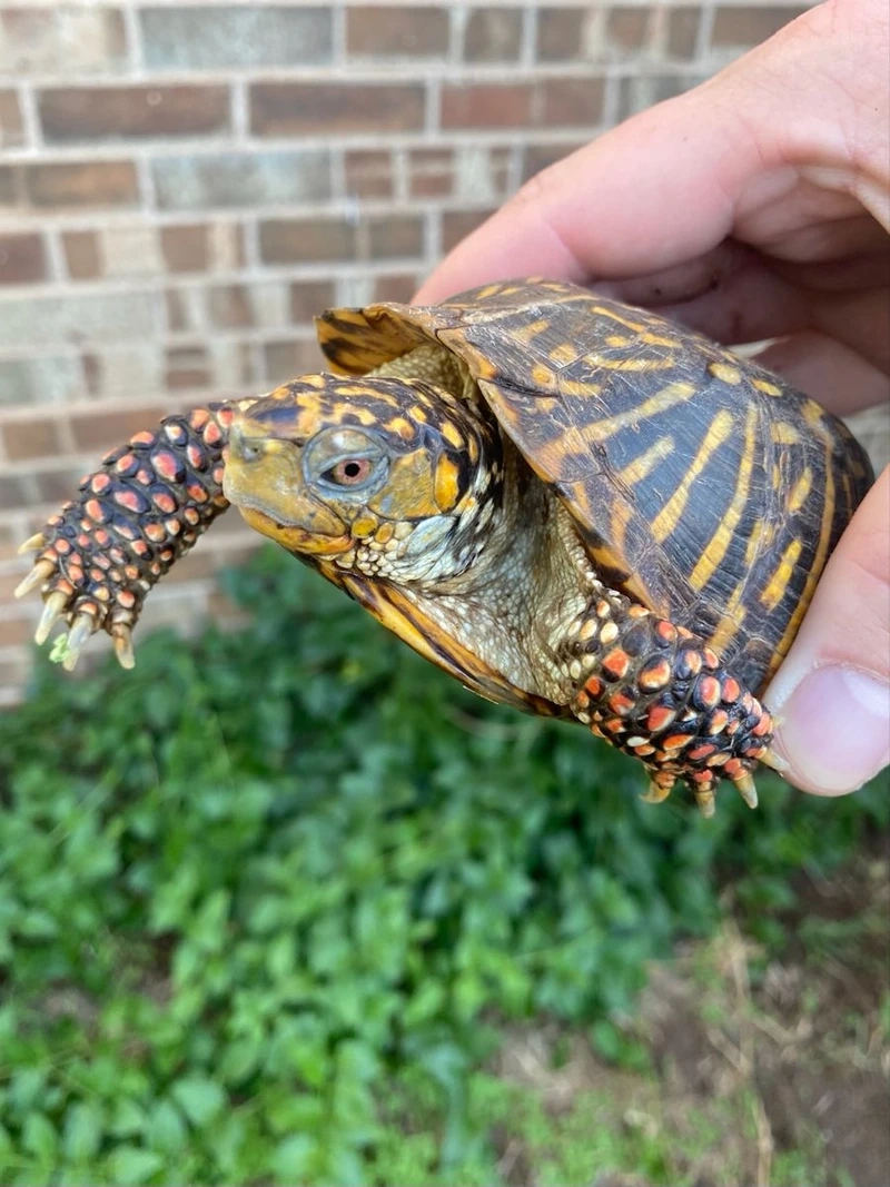 Nuôi rùa hộp nuôi cảnh tiện lợi và sinh động