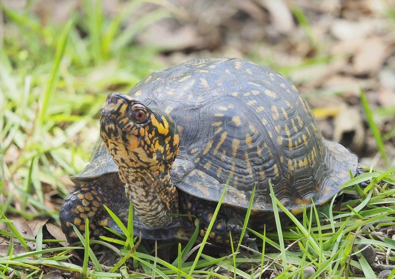 Khám phá rùa hộp đông dương quý hiếm và đẹp mắt
