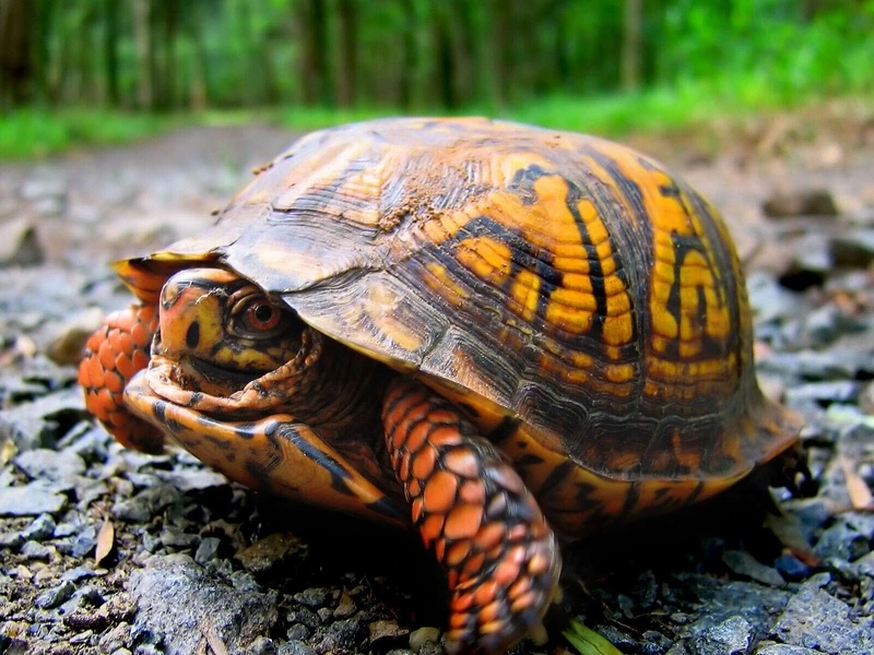 Chăm sóc rùa hộp trưởng thành khỏe mạnh và lâu sống