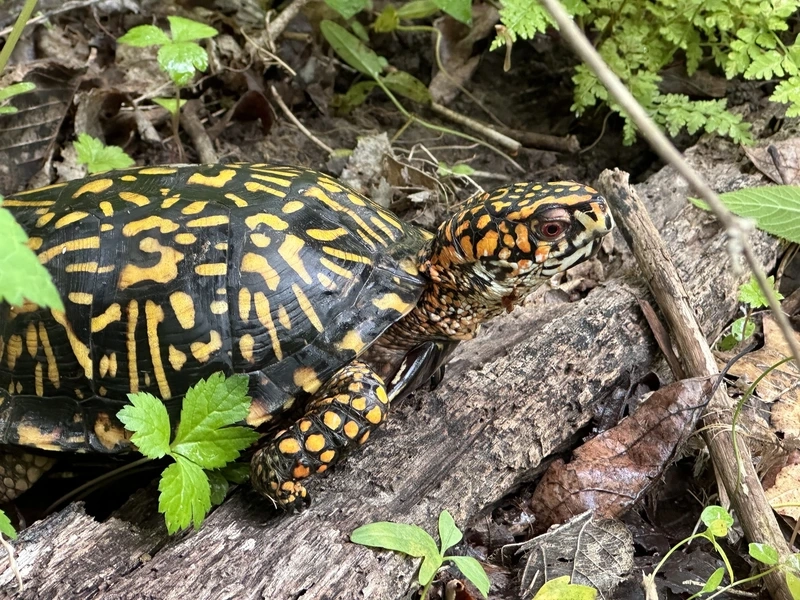Nuôi rùa hộp sống trên cạn sinh động và dễ nuôi