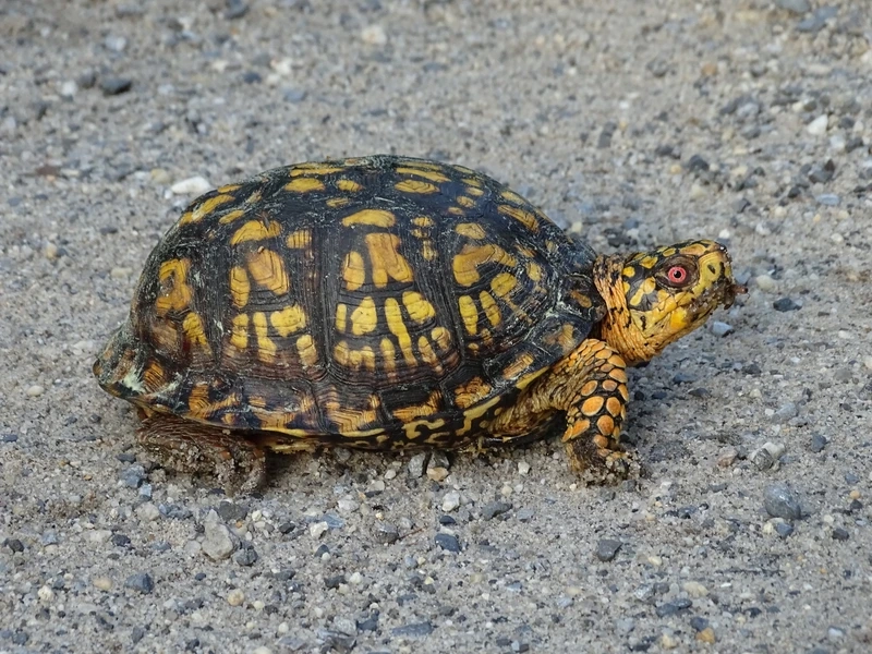 Khám phá rùa hộp ăn gì dinh dưỡng và phù hợp