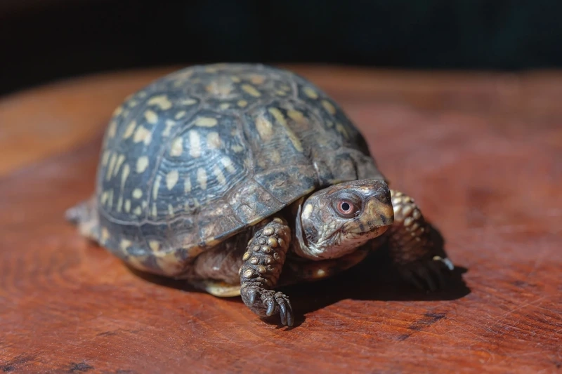 Lựa chọn rùa hộp thân thiện an toàn cho gia đình