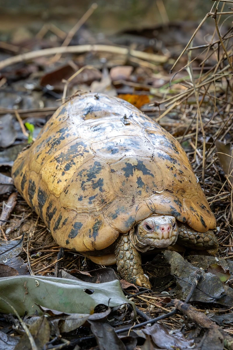 Chiêm ngưỡng rùa núi vàng đẹp rực rỡ và độc đáo