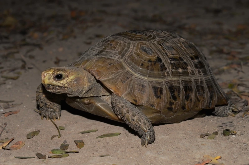 Khám phá rùa núi vàng trưởng thành khỏe mạnh và lâu sống