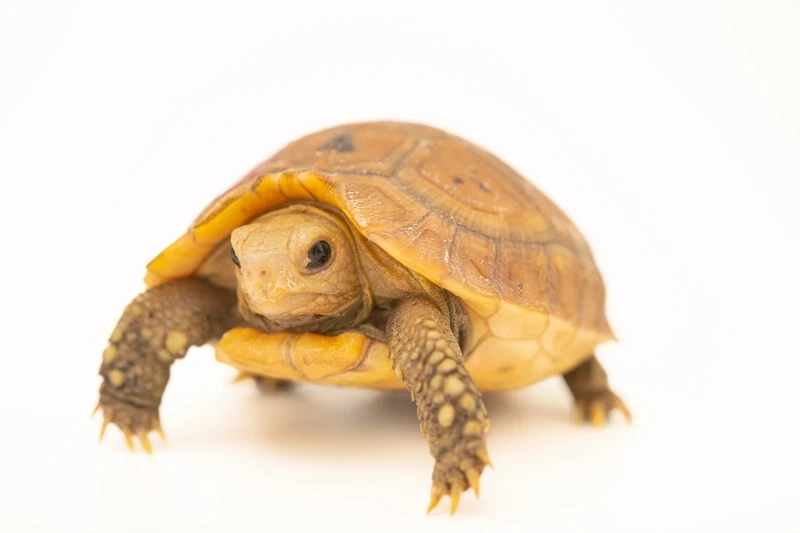 Thú cưng xinh xắn rùa núi vàng pet đáng yêu