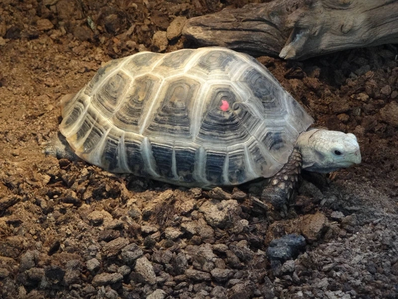 Thế giới rùa núi vàng bò sát phong phú và đẹp mắt