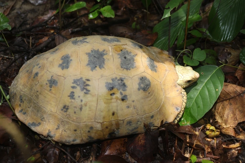 Ngắm rùa núi vàng vân mai rõ đẹp mắt và đặc trưng