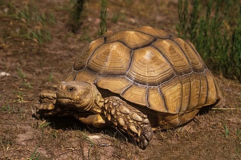 Chiêm ngưỡng rùa sulcata đẹp rực rỡ và độc đáo