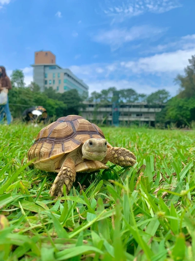 Khám phá rùa sulcata cảnh đẹp mắt và sinh động