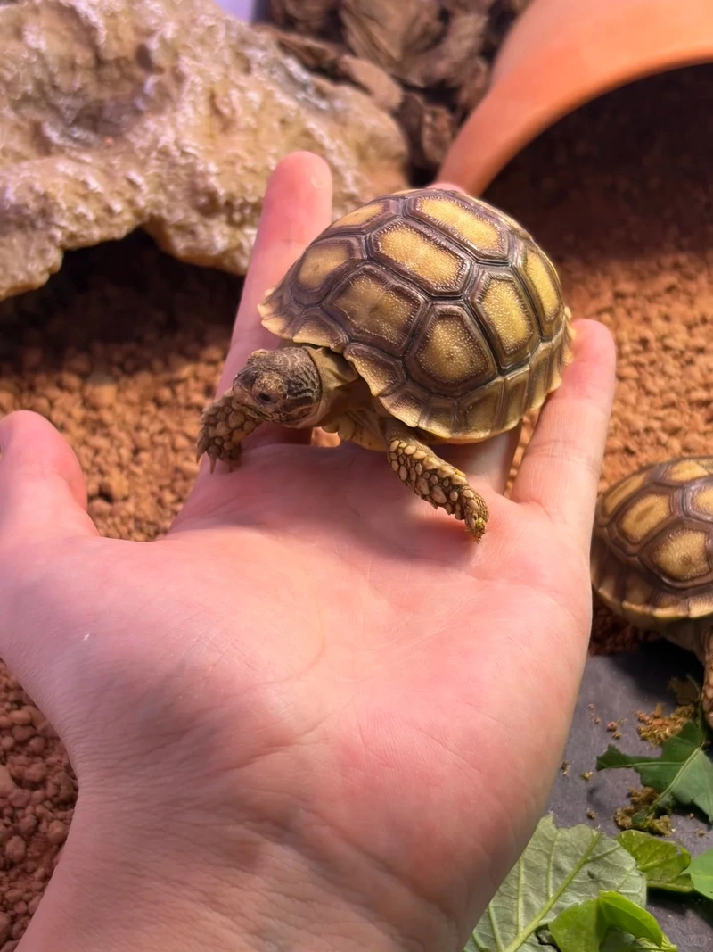 Khám phá rùa sulcata size nhỏ xinh xắn và sinh động