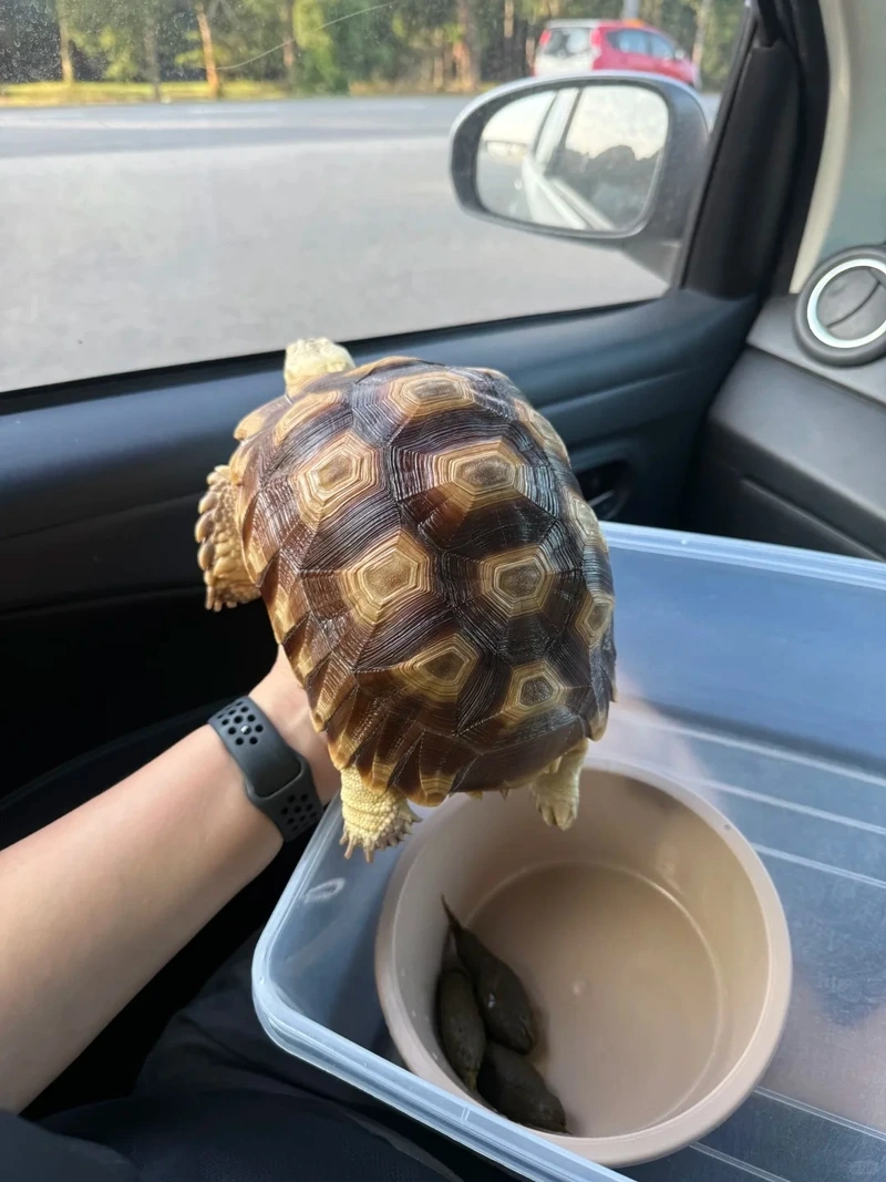 Thế giới rùa sulcata bò sát phong phú và sinh động