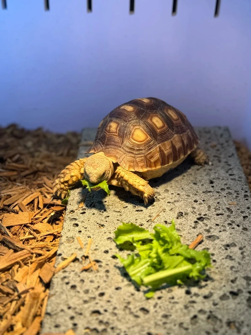 Sở hữu rùa sulcata ngoại nhập sang trọng và hiếm