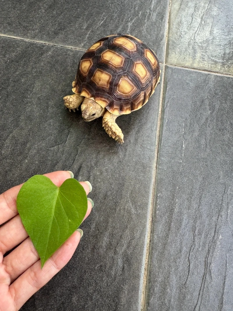 Bộ sưu tập rùa sulcata trưng bày ấn tượng và sống động