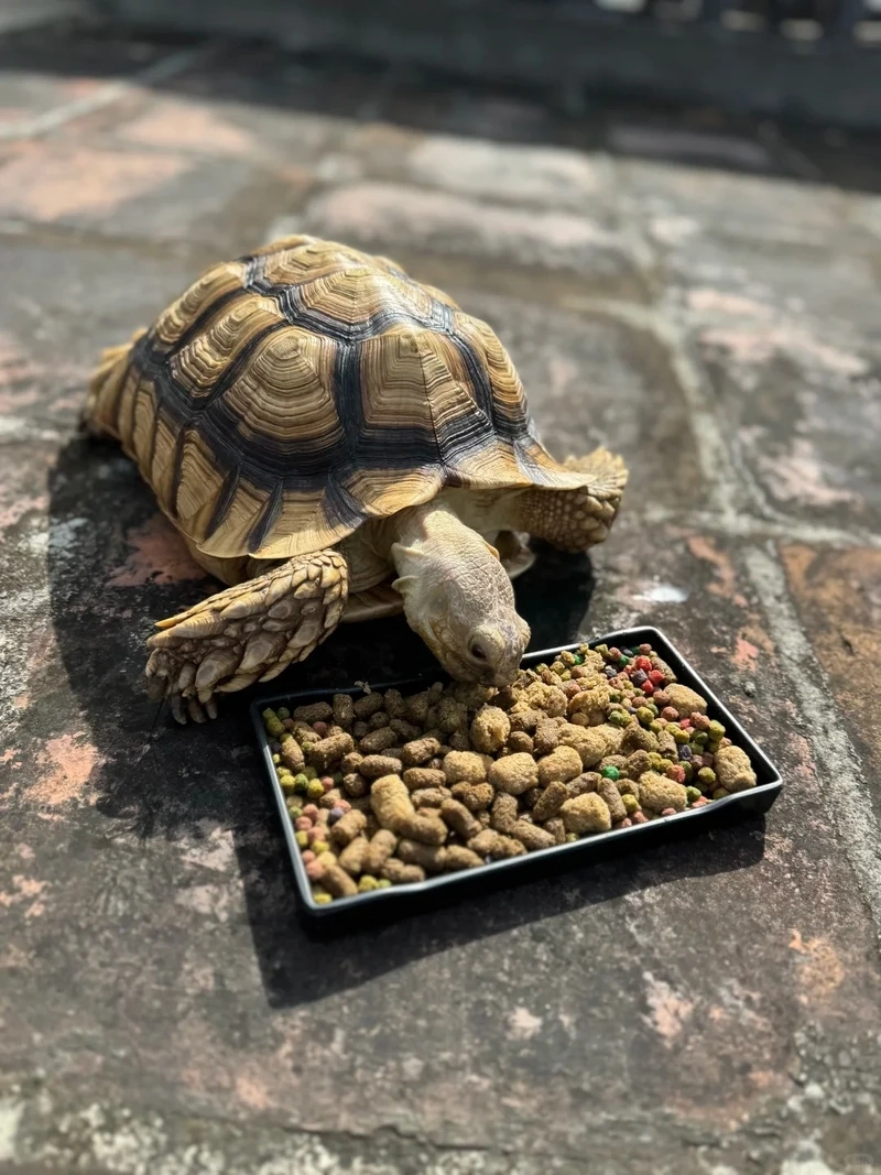 Tạo khung hình đẹp với rùa sulcata chụp ảnh