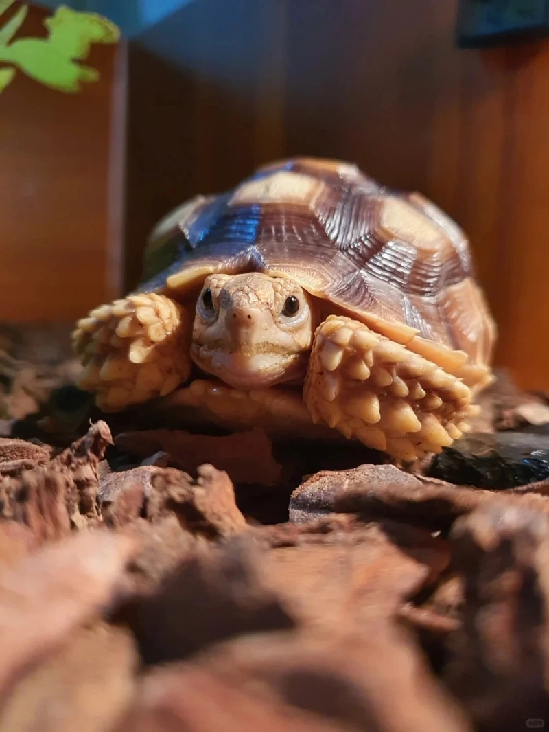 Ngắm rùa sulcata độc lạ hiếm gặp và ấn tượng