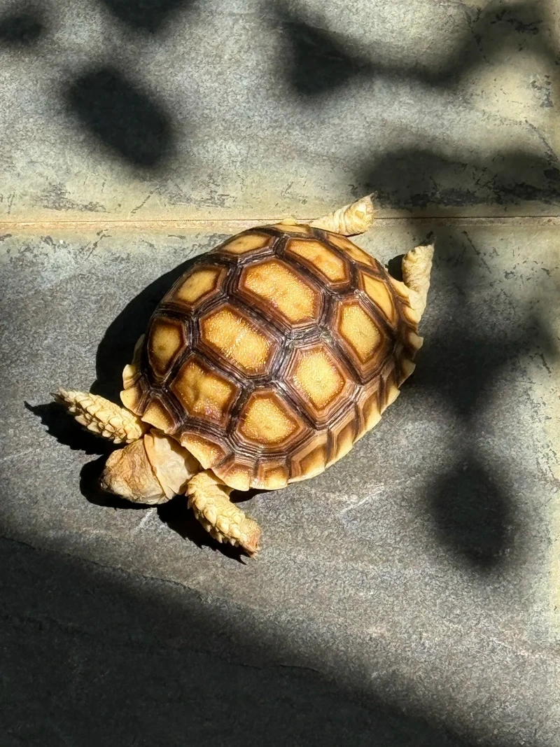 Chăm sóc rùa sulcata nuôi kiểng tiện lợi và dễ nuôi