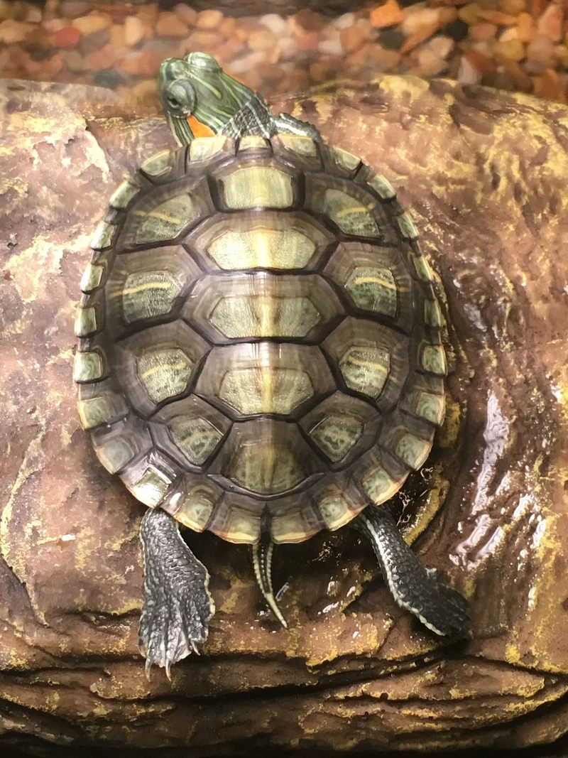 Đặc điểm nổi bật của rùa tai đỏ 