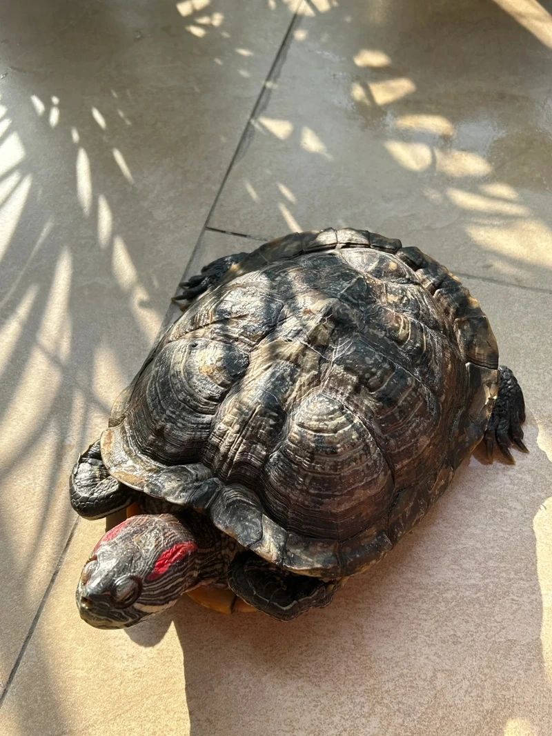 Thế giới rùa tai đỏ bò sát cảnh đa dạng và đẹp mắt