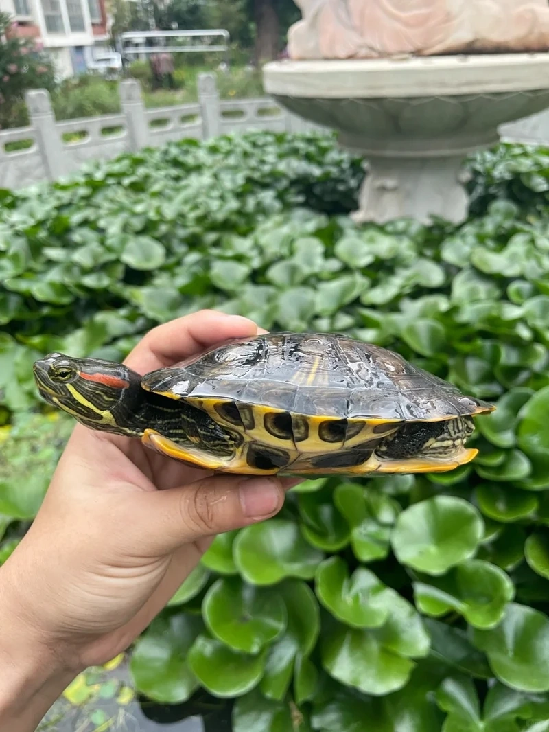 Ngắm rùa tai đỏ hoạt động ban ngày sinh động và hiền