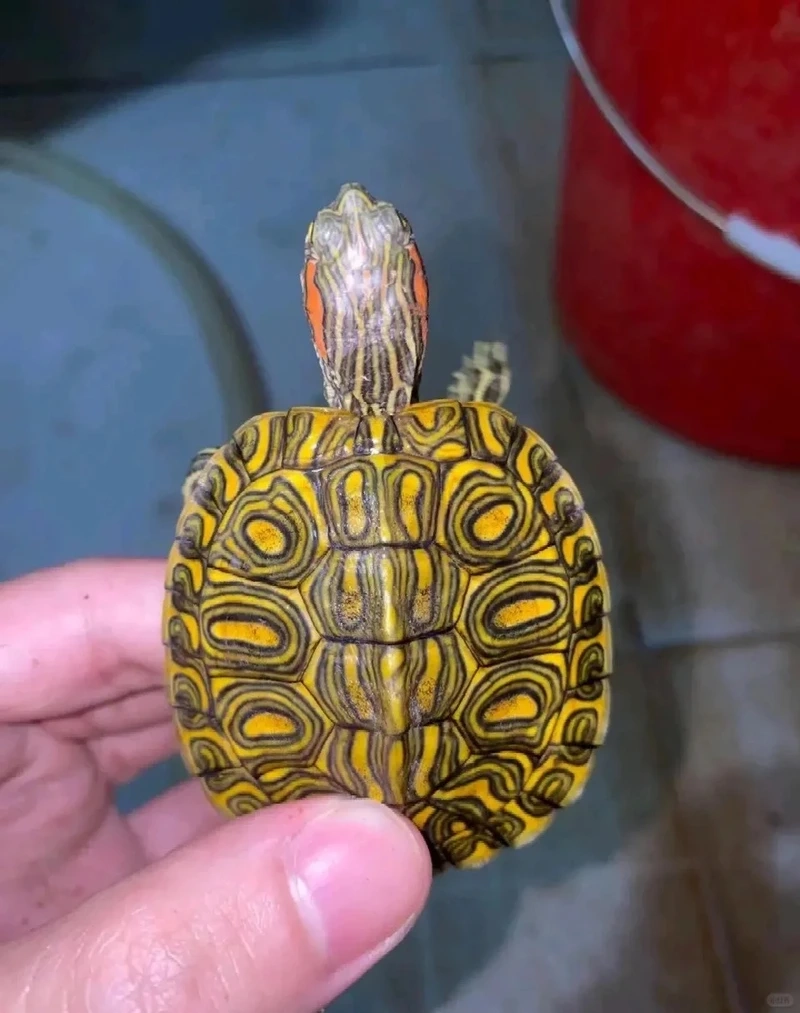 Khám phá rùa tai đỏ mai cứng đặc trưng và khỏe mạnh