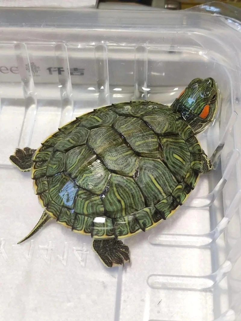 Nuôi rùa tai đỏ nuôi trong nhà tiện lợi và đẹp mắt