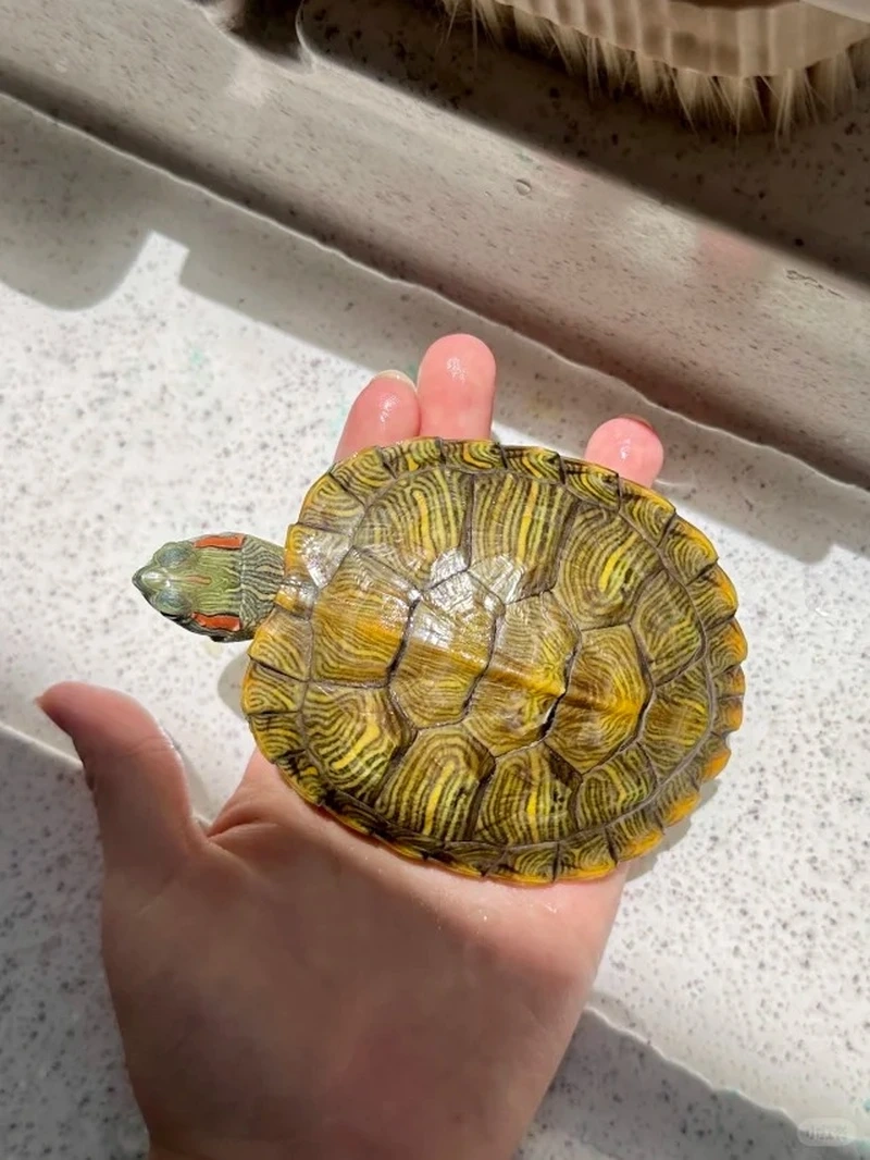 Thú cưng phổ biến rùa tai đỏ thú cưng phổ biến dễ nuôi