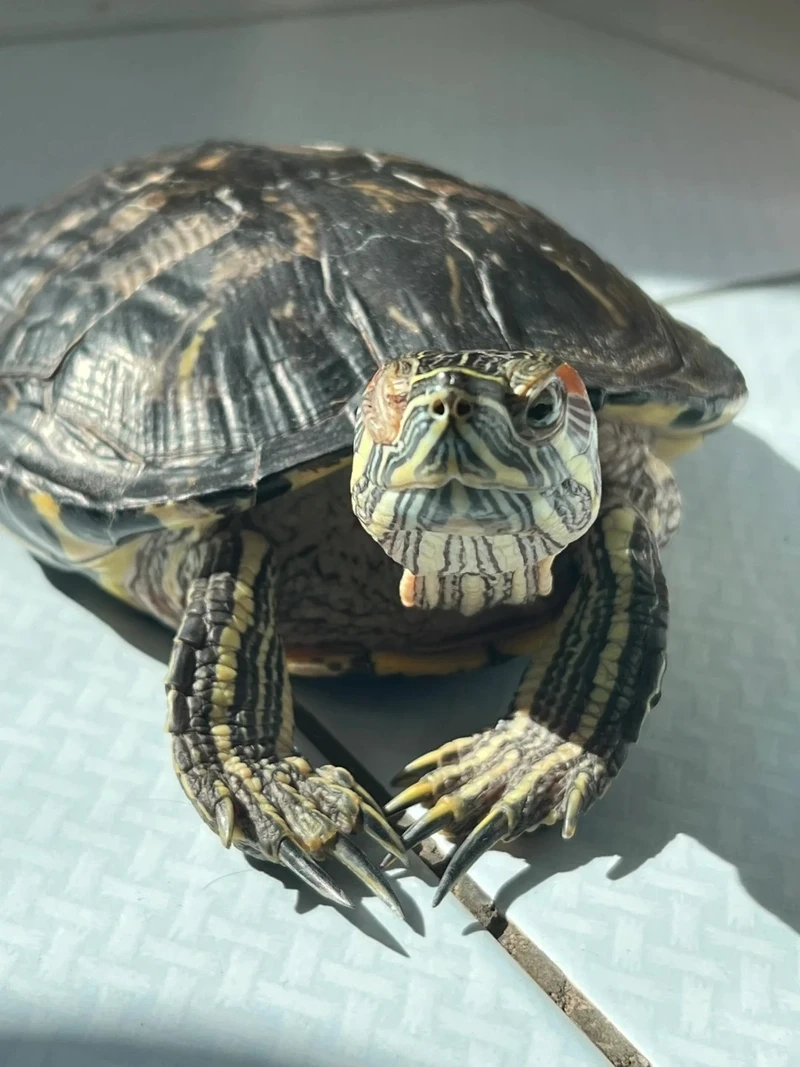 Thưởng thức vẻ sống động của rùa tai đỏ sinh động