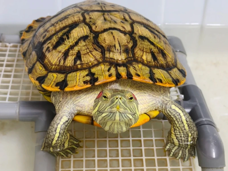 Thế giới rùa tai đỏ thế giới rùa cảnh phong phú và đẹp