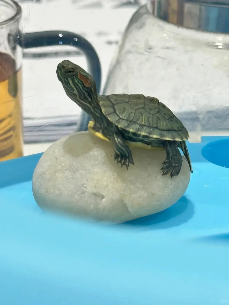 Tạo hình đẹp với rùa tai đỏ chụp ảnh đẹp ấn tượng