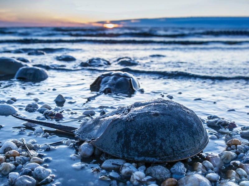 Sam ba đuôi nổi bật với phần đuôi dài cứng