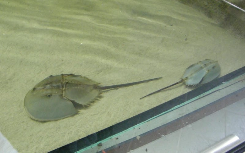 Vỏ sam ba đuôi gai cứng bảo vệ cơ thể