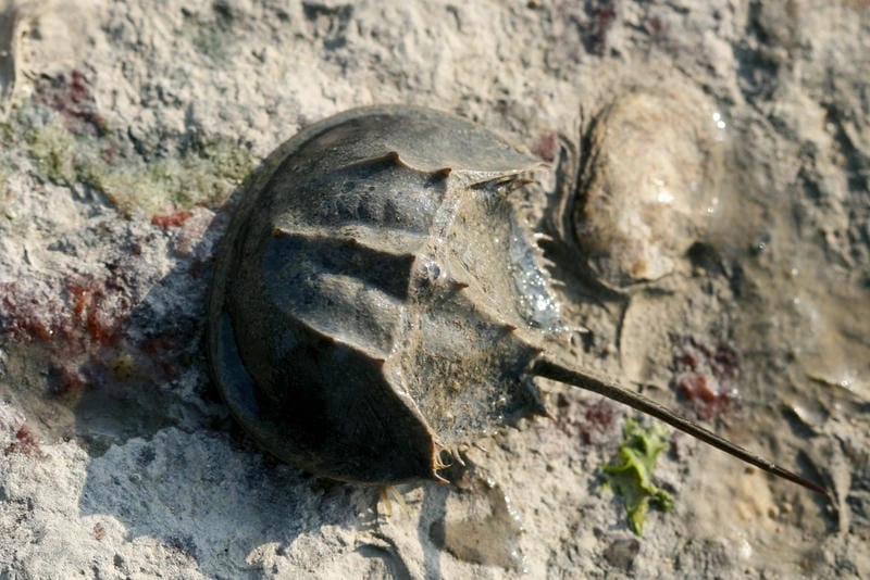 Sam biển tự nhiên mang giá trị sinh học lớn