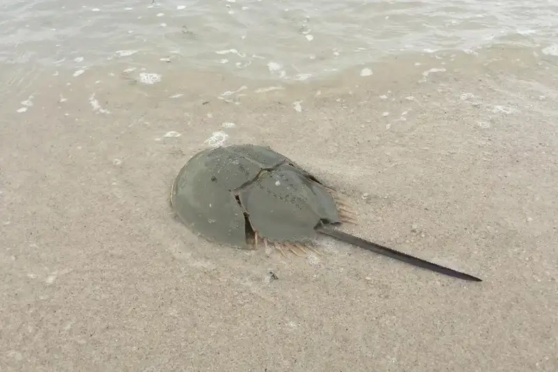 Kích thước sam ba đuôi gai khá lớn so giáp xác