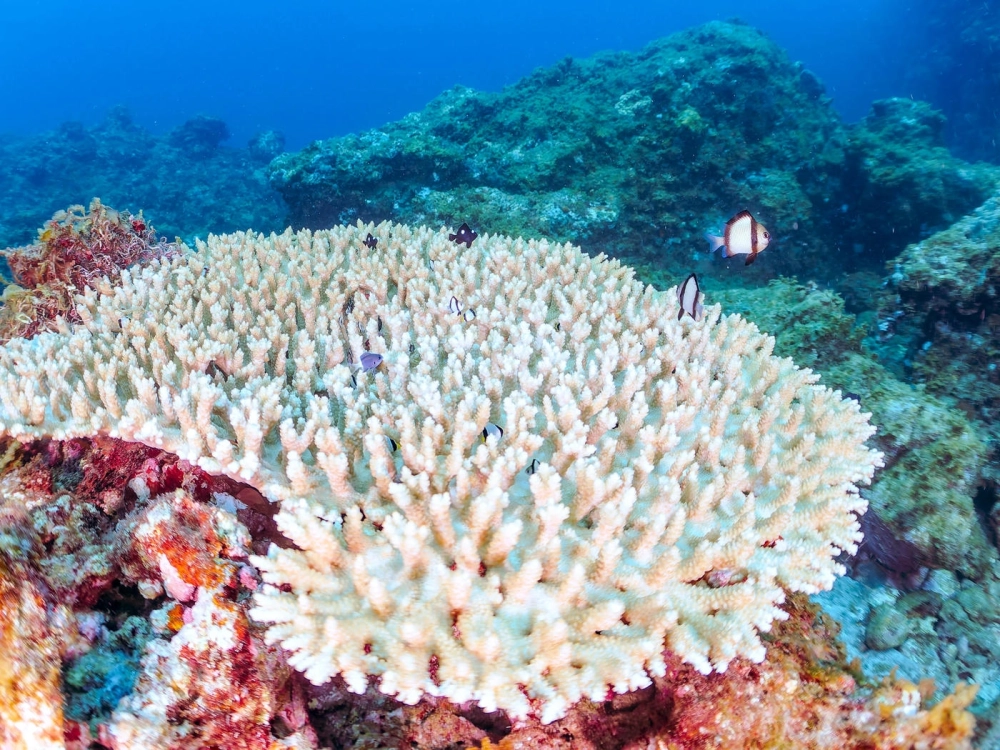 Rạn san hô rực rỡ dưới ánh nắng xuyên qua mặt nước