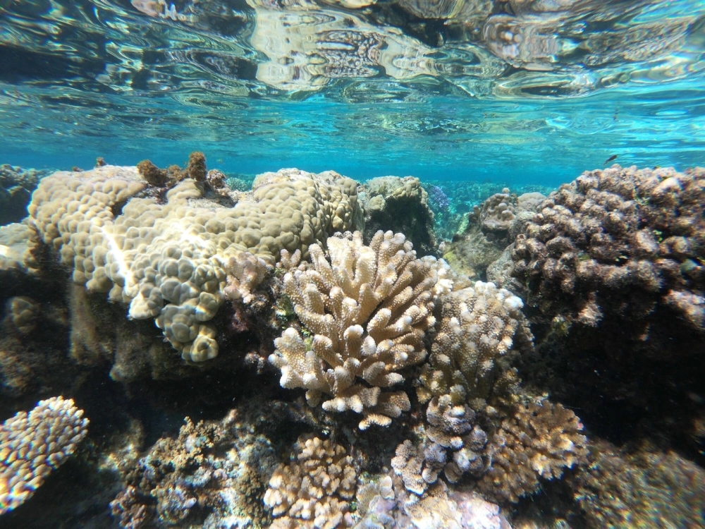 San hô giả trang trí cho bể cá thêm phần sinh động