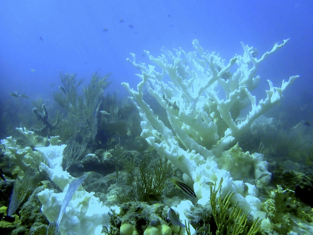 Những chú cá hề bơi lội bên bụi san hô mềm