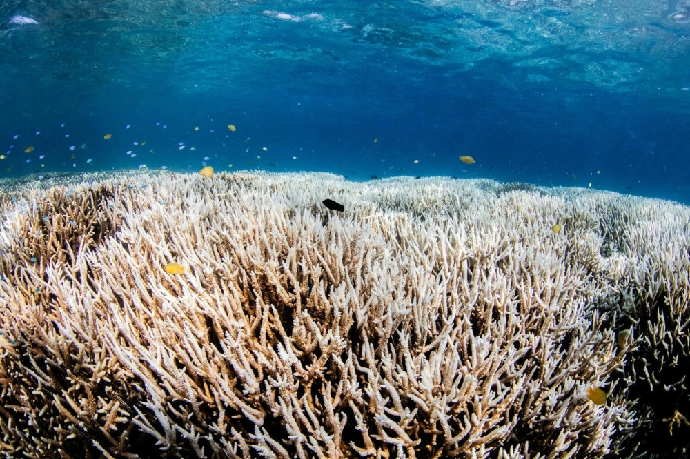 Cận cảnh bề mặt san hô não với các đường rãnh tự nhiên