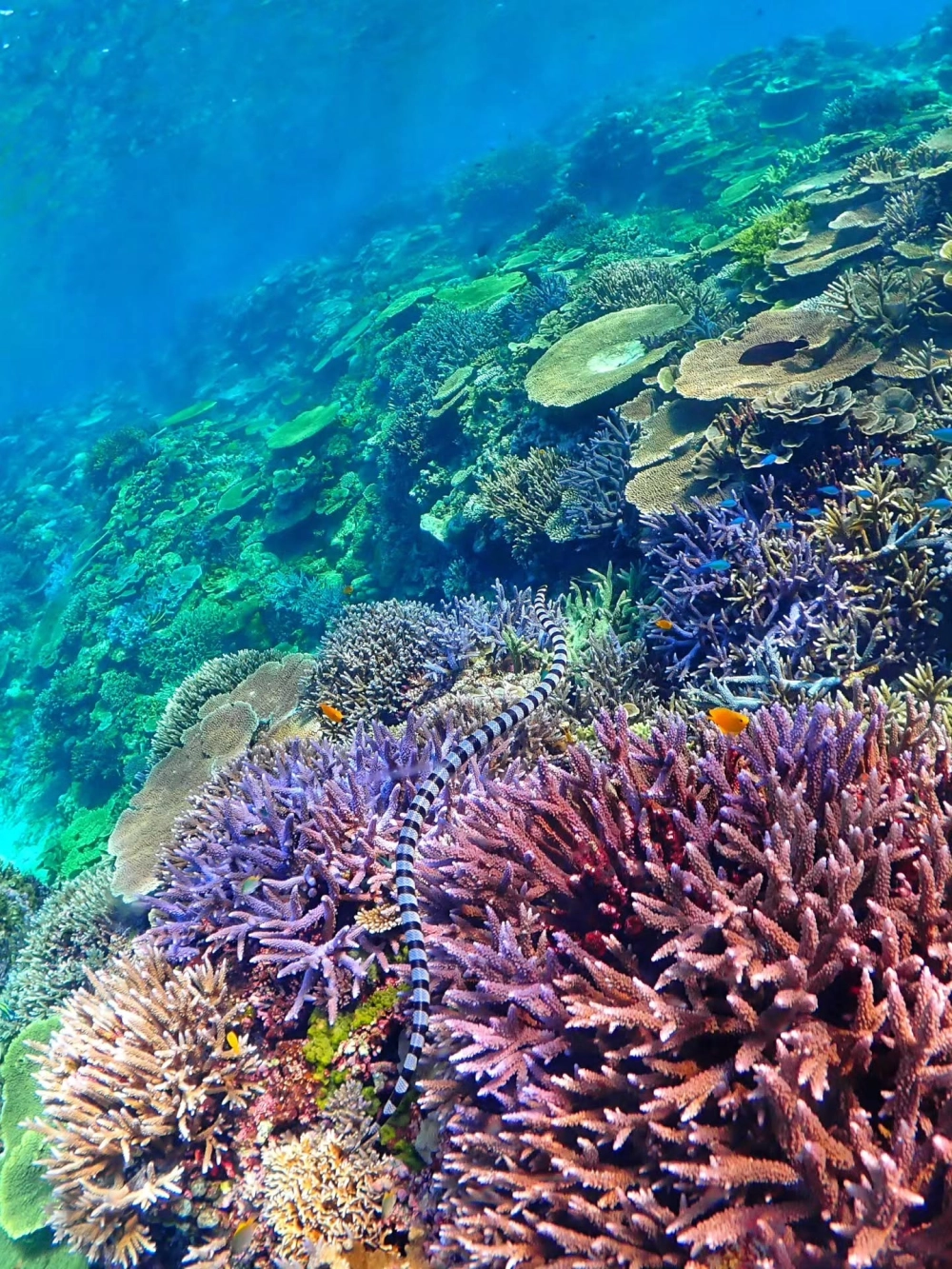 San hô quạt xòe rộng như những chiếc quạt khổng lồ