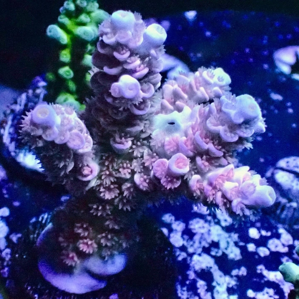 Cấu trúc độc đáo của san hô não trong rạn san hô