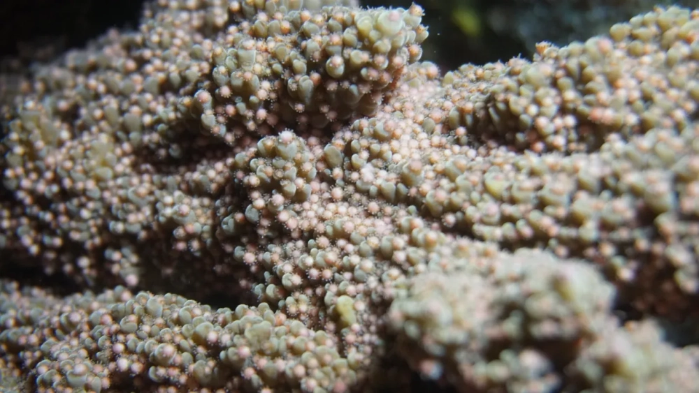 Cận cảnh những nhánh san hô cứng rực rỡ dưới làn nước biển xanh ngắt