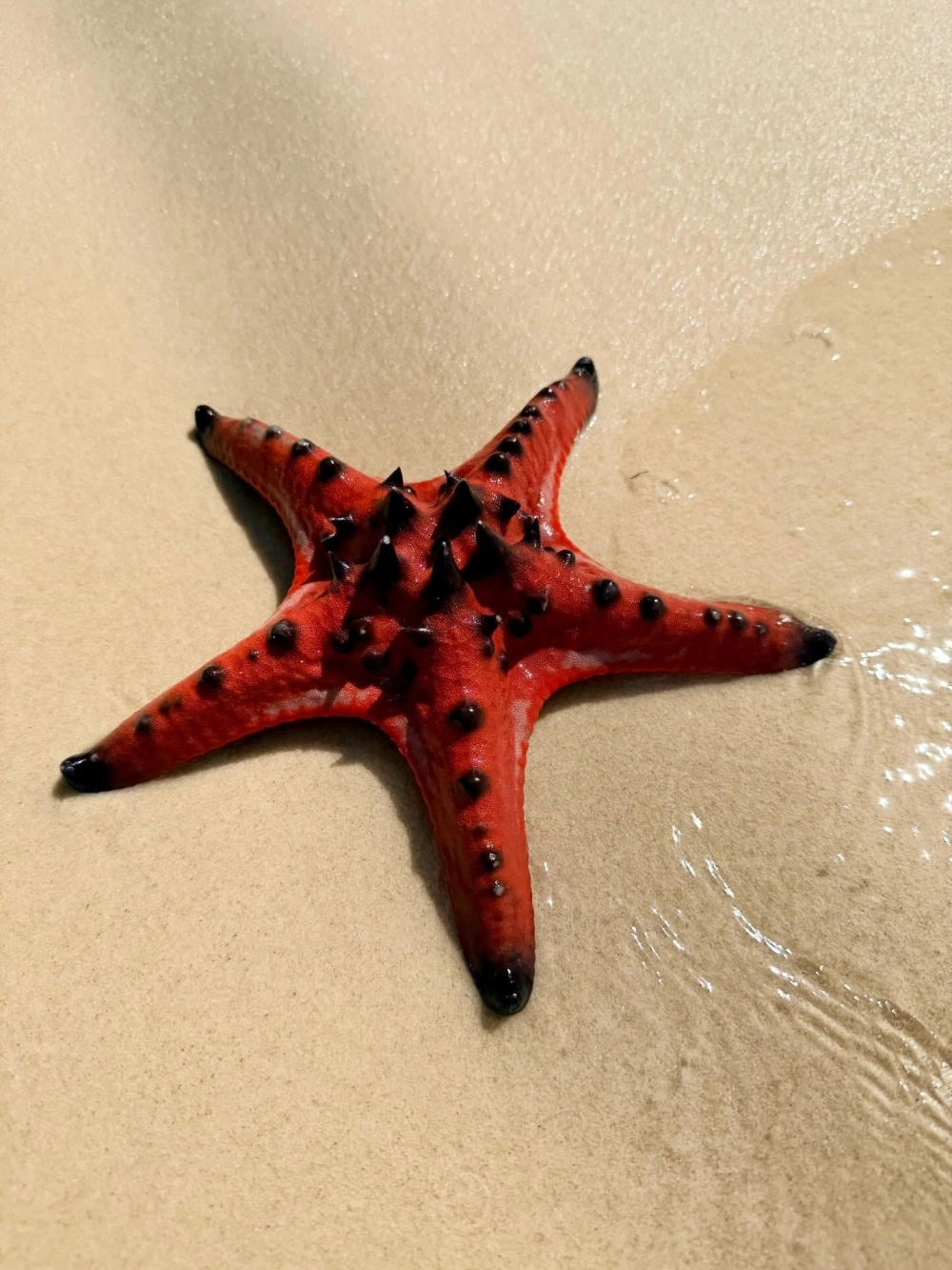 Những loài sao biển đẹp nhất thế giới được nhiếp ảnh gia săn đón