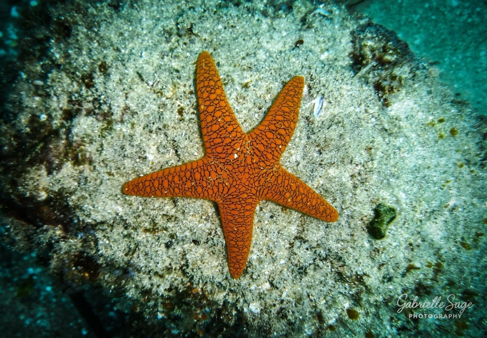 Quy trình sao biển tái sinh chi sau khi bị tổn thương