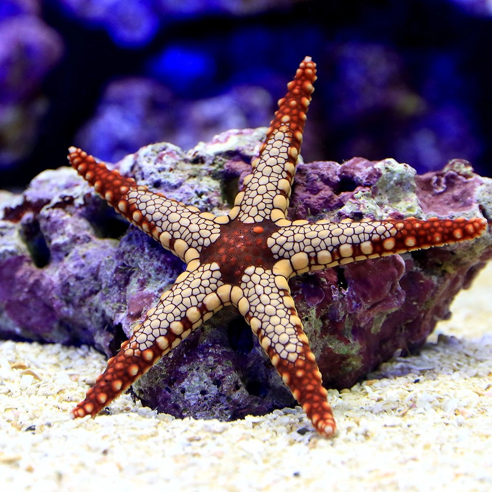 Cận cảnh sao biển gai độc với vẻ đẹp đầy cảnh báo