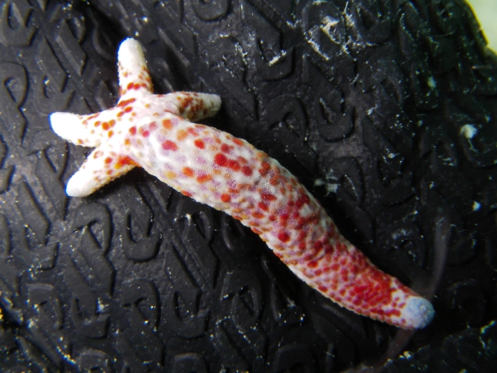 Vẻ đẹp của sao biển và thân mềm tại vùng biển nhiệt đới