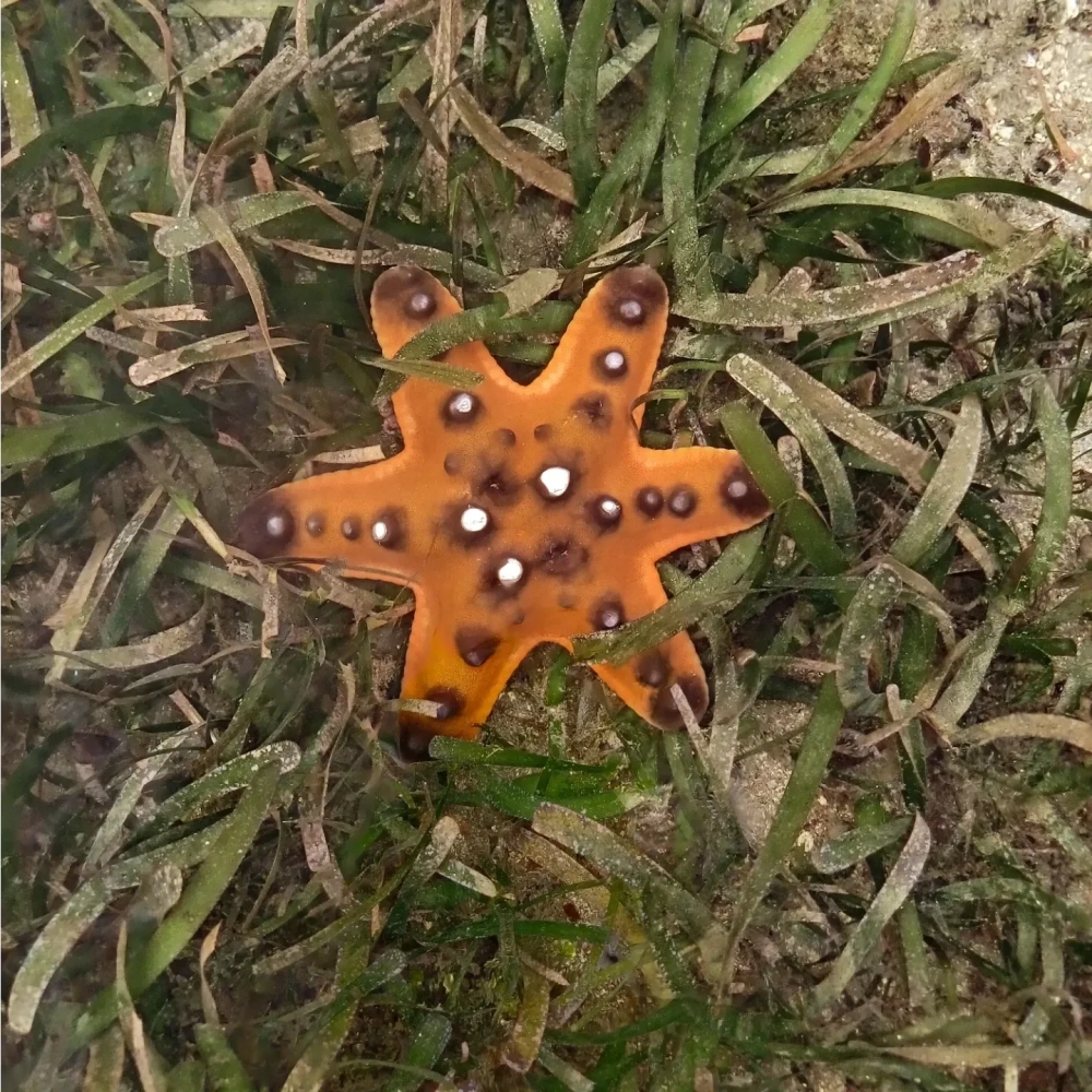 Ngắm nhìn sao biển Rạch Vẹm trong làn nước trong vắt