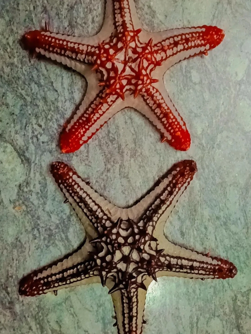 Bộ sưu tập sao biển 4k wallpaper cực nét cho máy tính