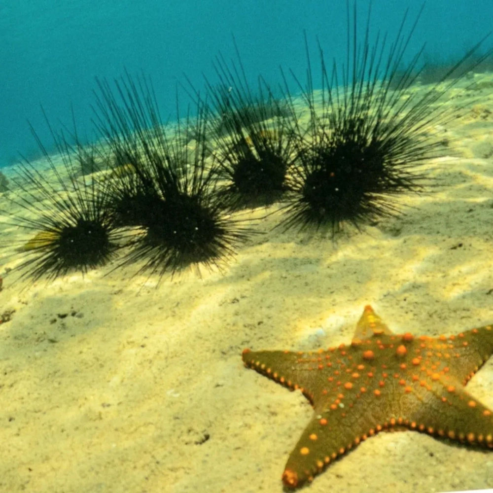 Chú sao biển xanh dương nổi bật giữa rạn san hô